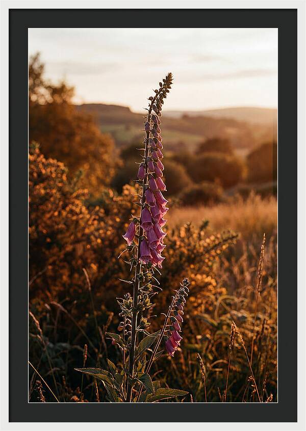 Foxglove Tower In Autumn Light