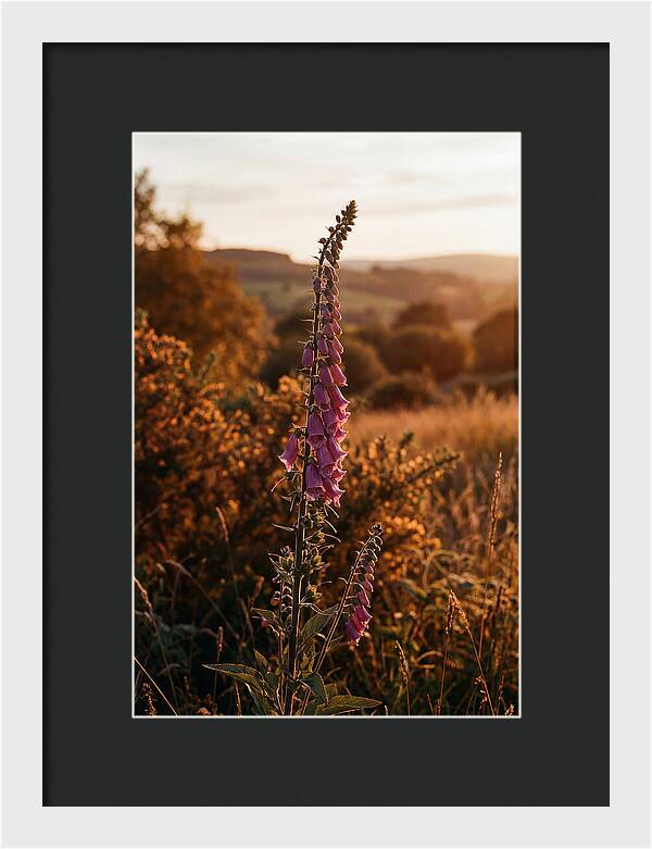 Foxglove Tower In Autumn Light