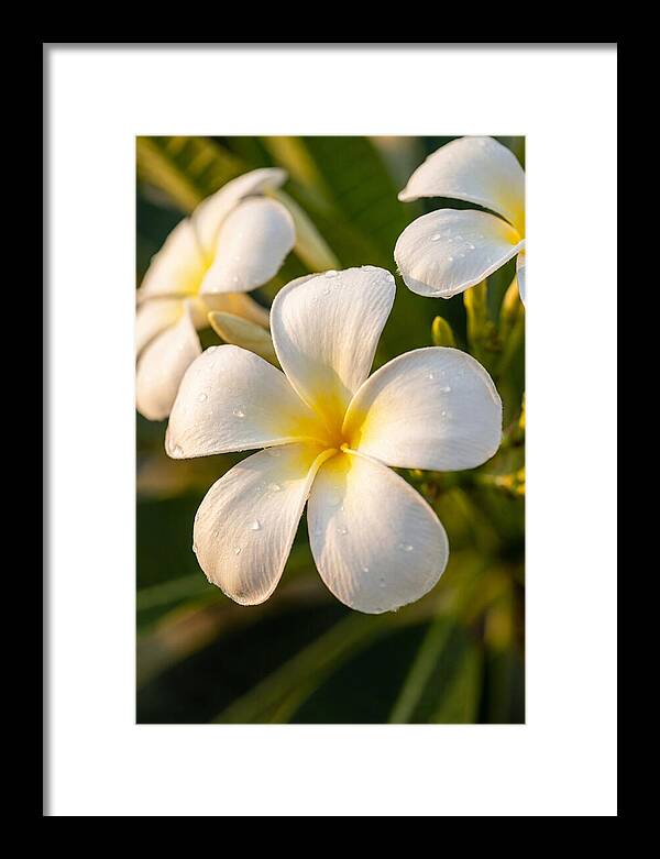 Frangipani Blossoms In Bali