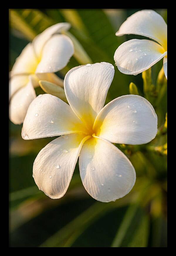 Frangipani Blossoms In Bali