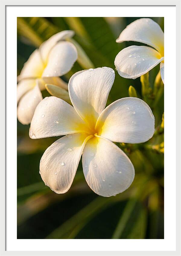 Frangipani Blossoms In Bali