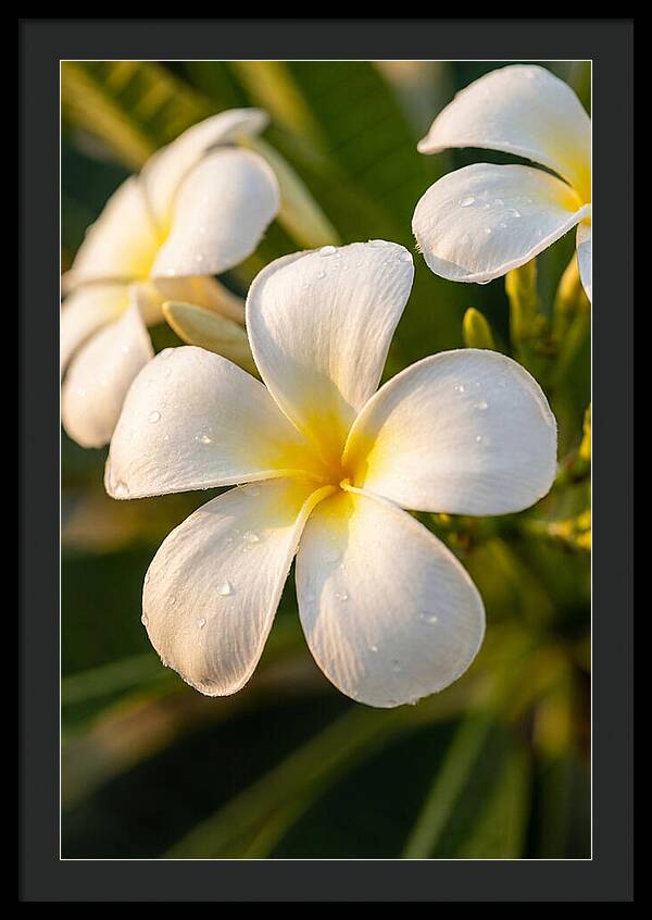 Frangipani Blossoms In Bali