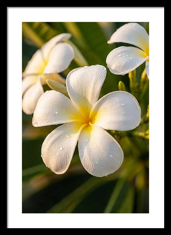 Frangipani Blossoms In Bali