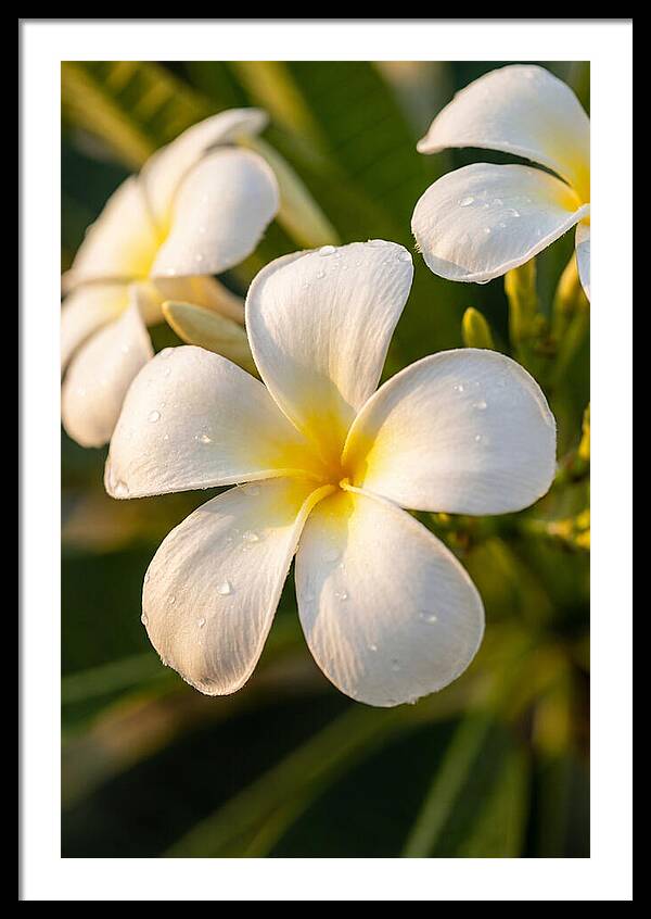 Frangipani Blossoms In Bali