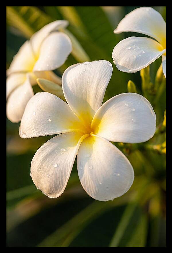 Frangipani Blossoms In Bali