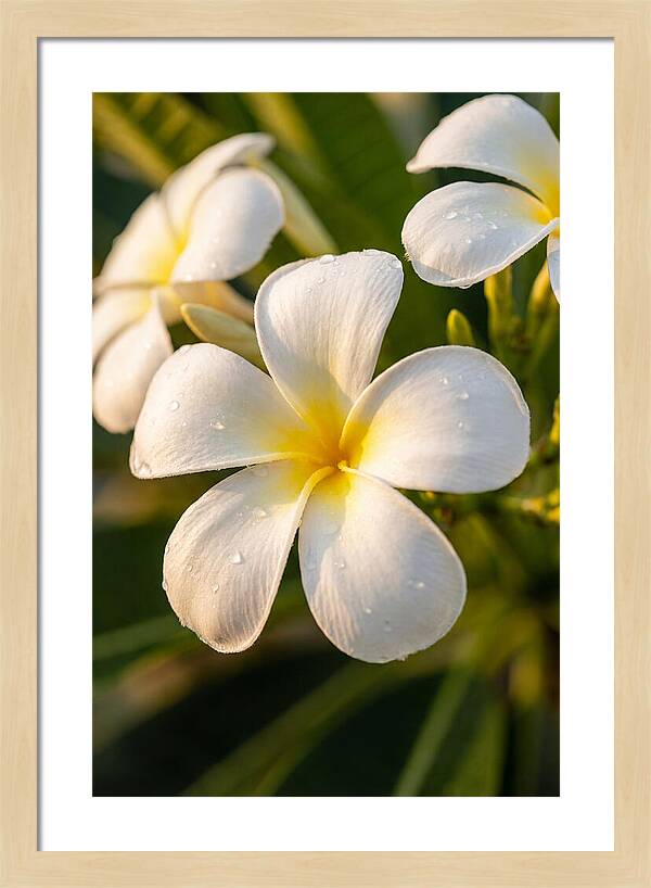 Frangipani Blossoms In Bali