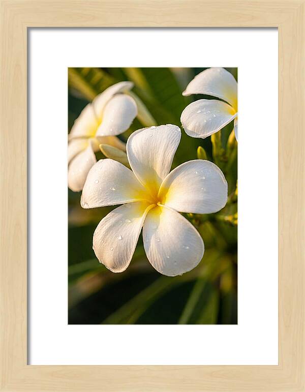 Frangipani Blossoms In Bali