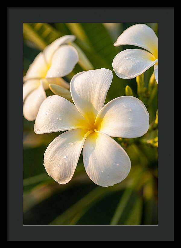 Frangipani Blossoms In Bali