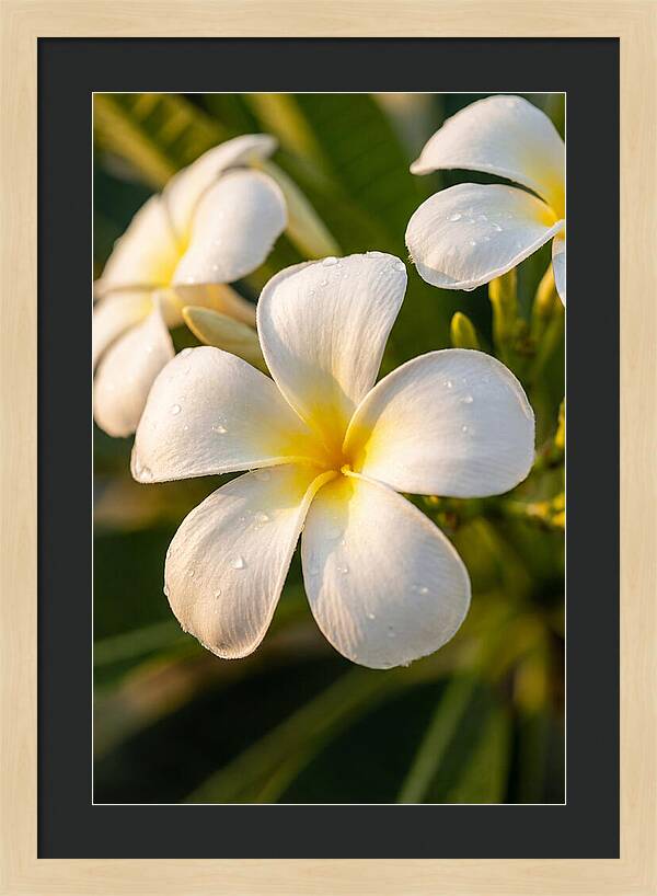 Frangipani Blossoms In Bali