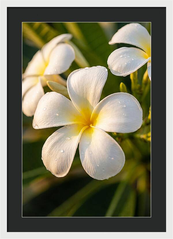 Frangipani Blossoms In Bali