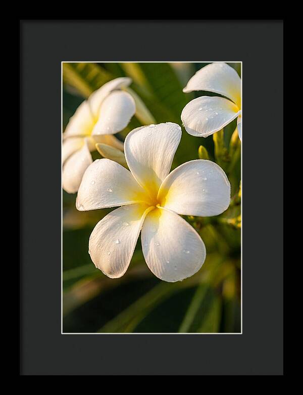 Frangipani Blossoms In Bali