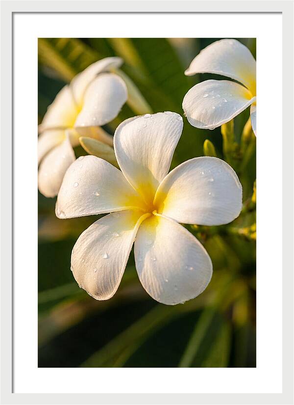 Frangipani Blossoms In Bali