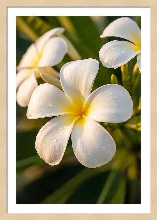 Frangipani Blossoms In Bali