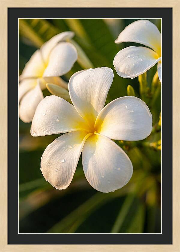 Frangipani Blossoms In Bali