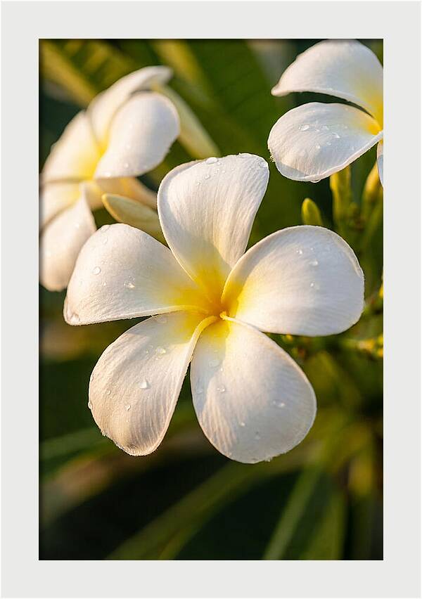 Frangipani Blossoms In Bali