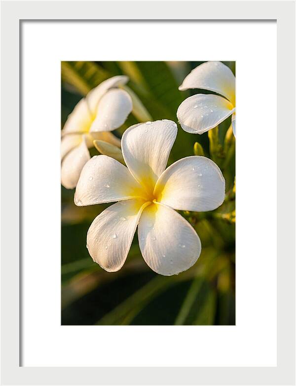 Frangipani Blossoms In Bali