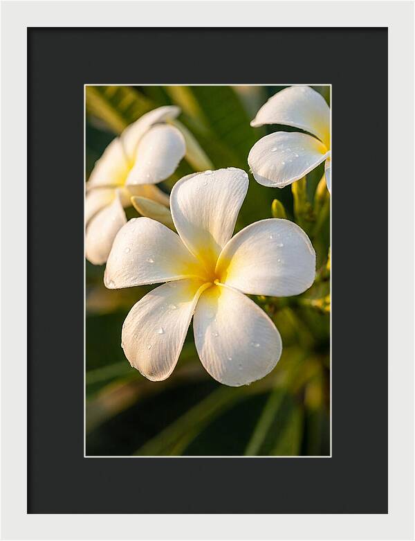 Frangipani Blossoms In Bali