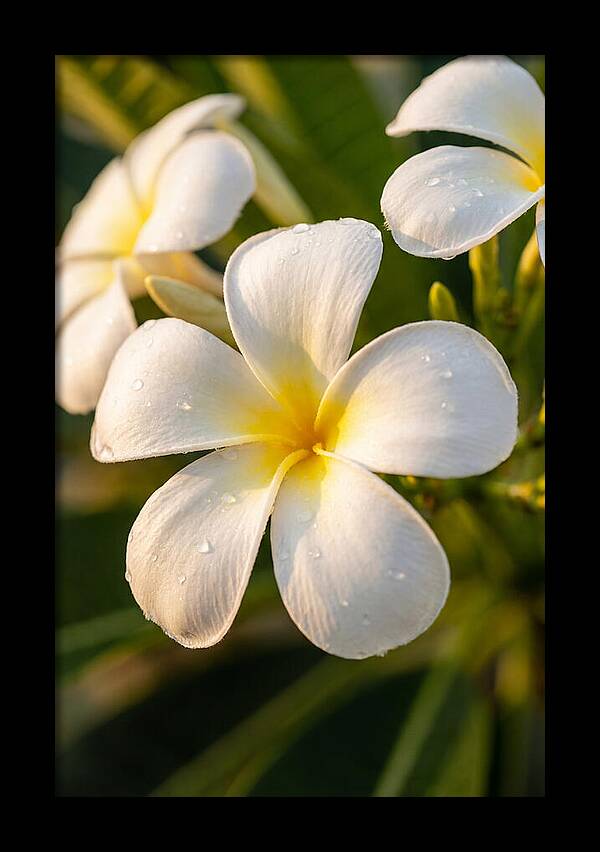 Frangipani Blossoms In Bali