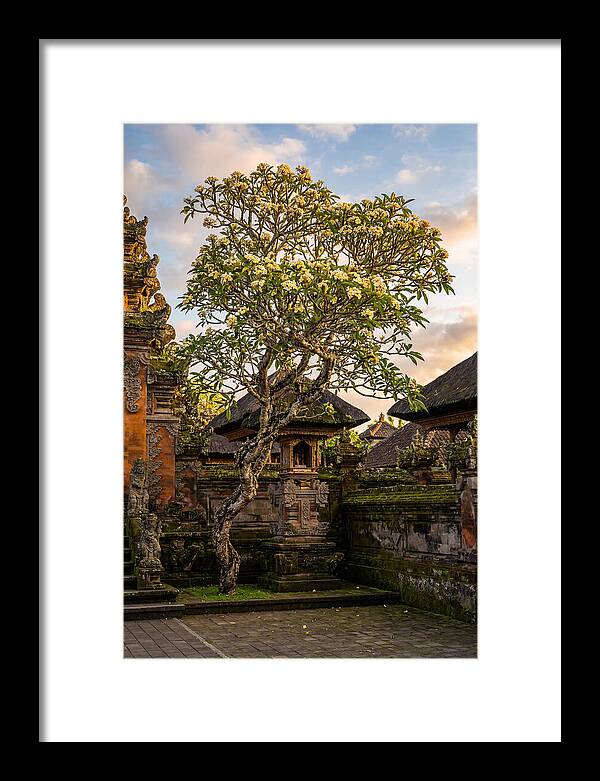 Frangipani Tree In Bali