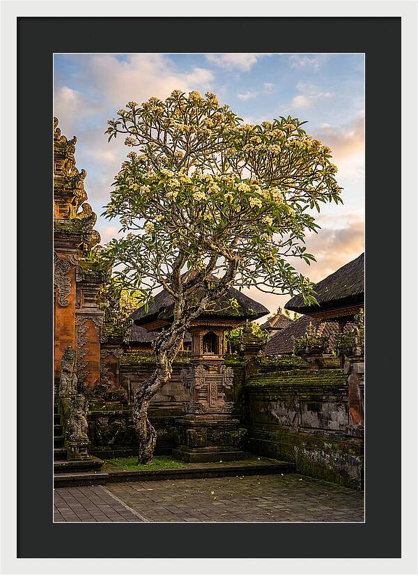Frangipani Tree In Bali
