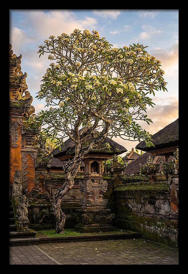 Frangipani Tree In Bali
