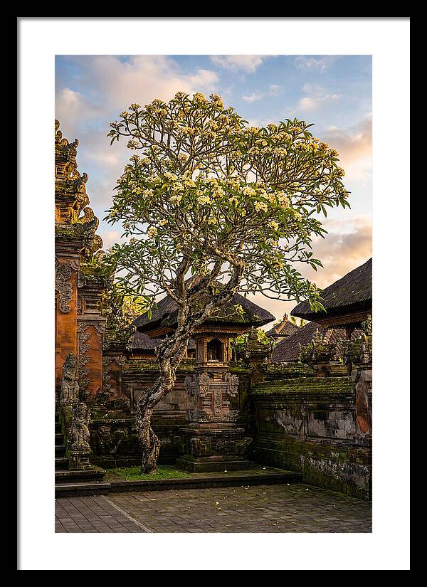 Frangipani Tree In Bali