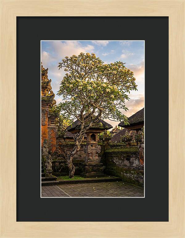 Frangipani Tree In Bali