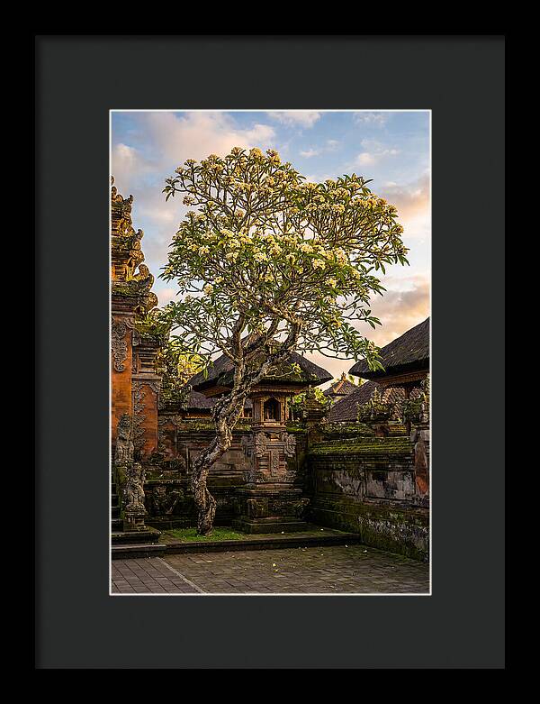 Frangipani Tree In Bali