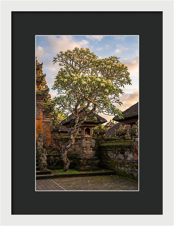 Frangipani Tree In Bali