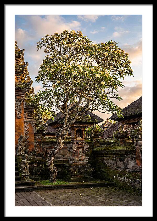 Frangipani Tree In Bali