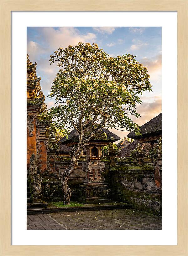 Frangipani Tree In Bali