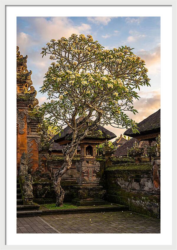 Frangipani Tree In Bali