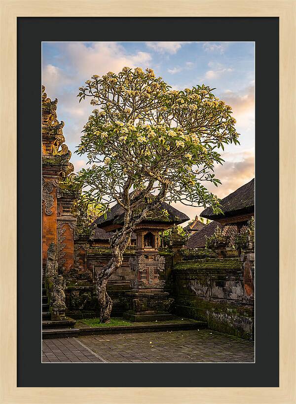 Frangipani Tree In Bali