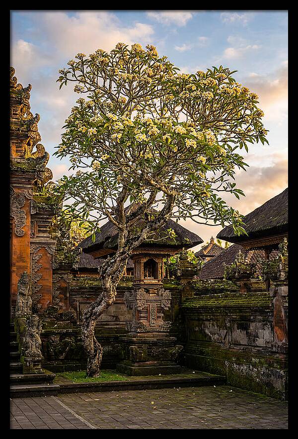 Frangipani Tree In Bali