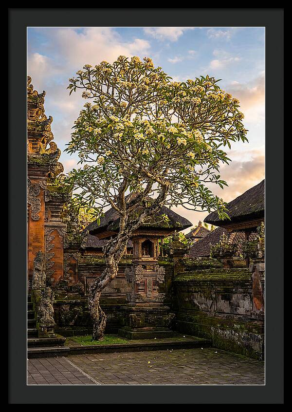 Frangipani Tree In Bali