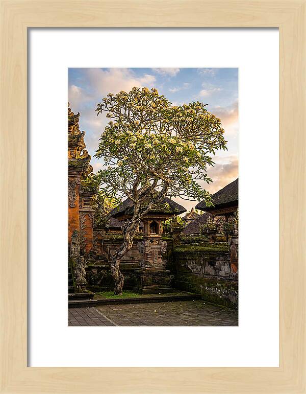 Frangipani Tree In Bali