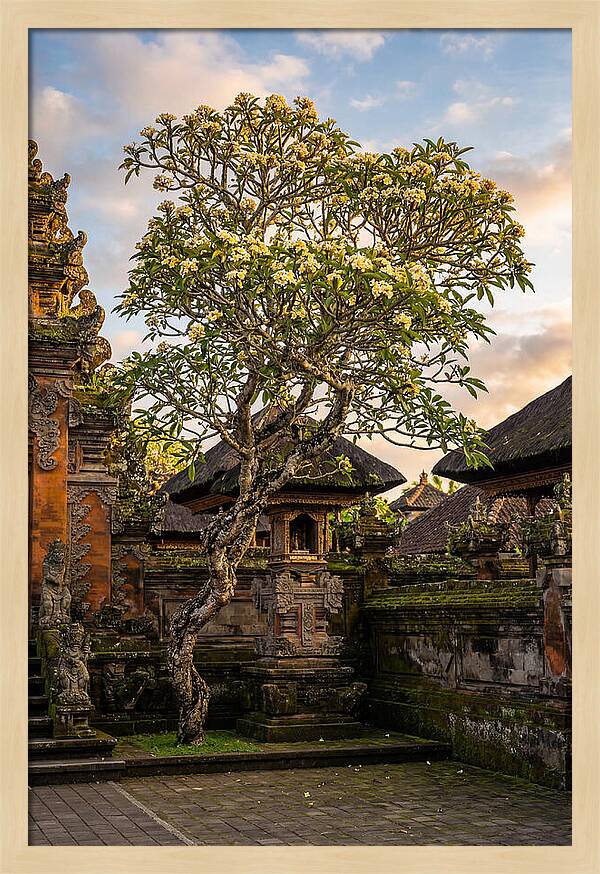 Frangipani Tree In Bali