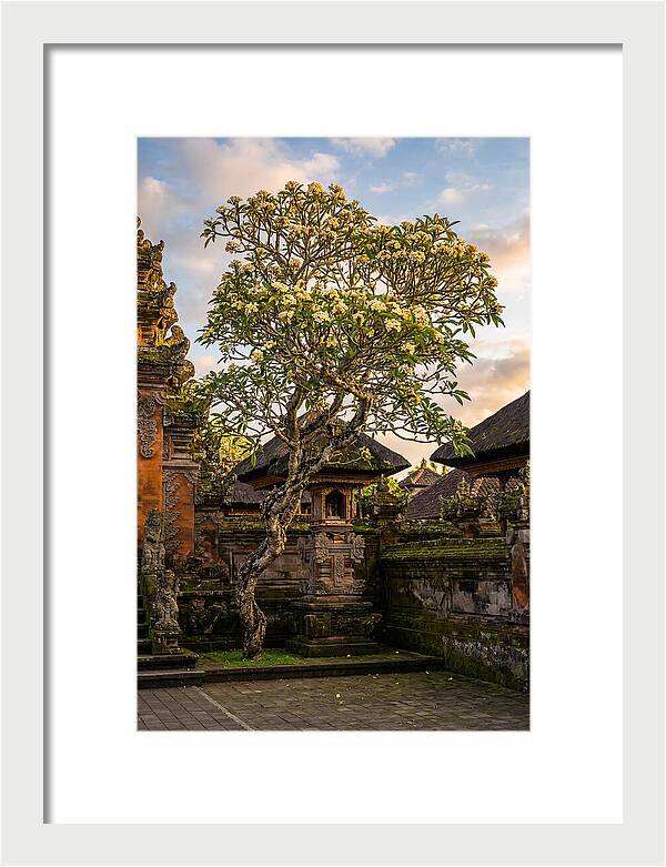 Frangipani Tree In Bali