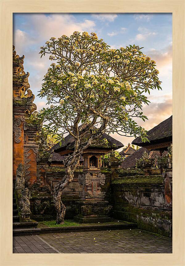 Frangipani Tree In Bali
