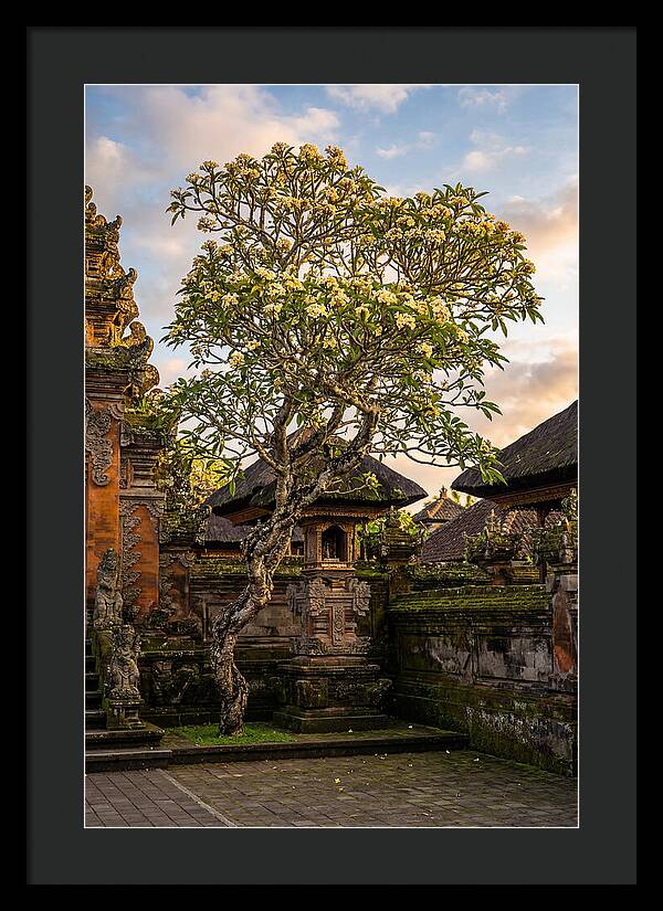 Frangipani Tree In Bali