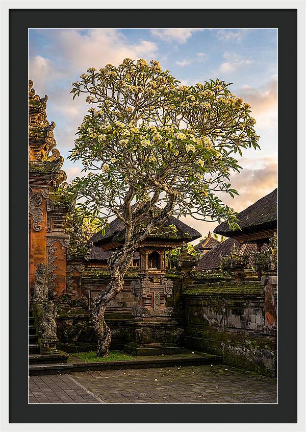 Frangipani Tree In Bali