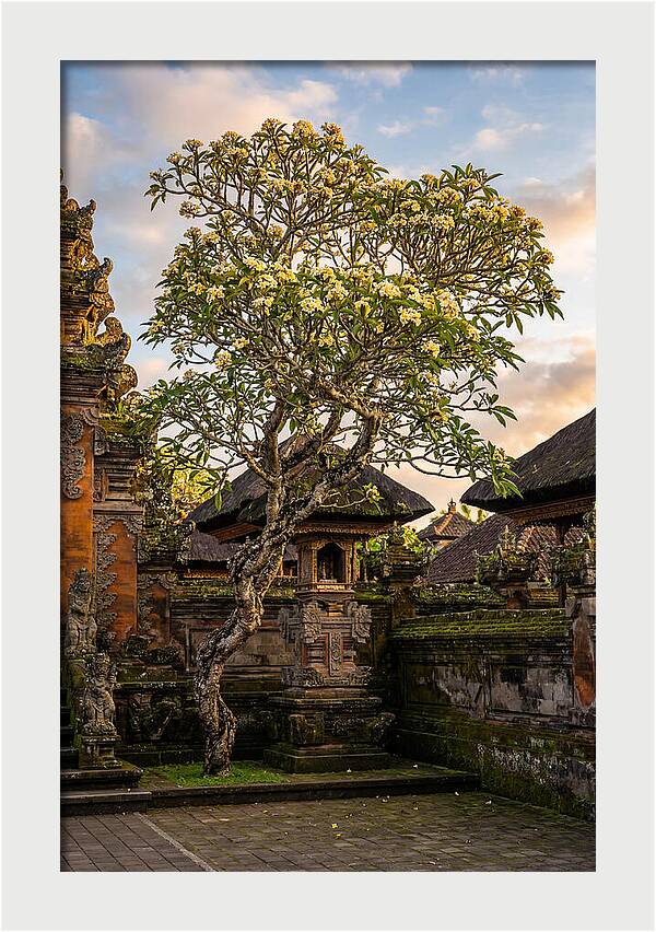 Frangipani Tree In Bali