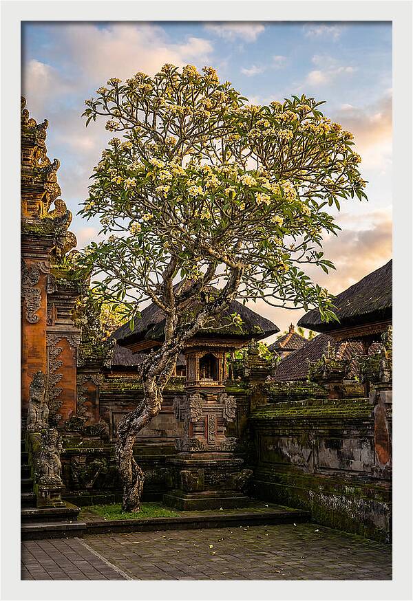 Frangipani Tree In Bali