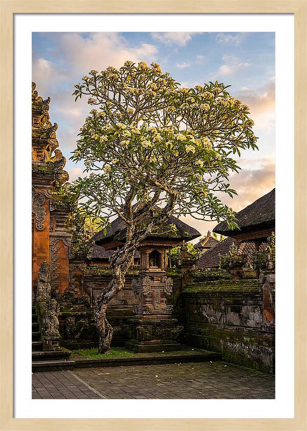 Frangipani Tree In Bali