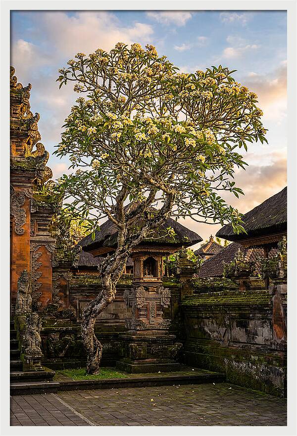 Frangipani Tree In Bali