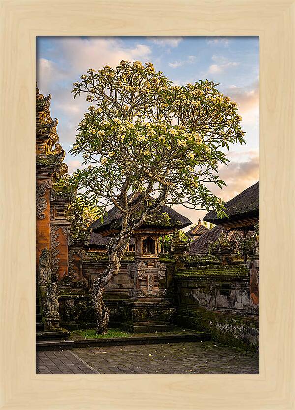 Frangipani Tree In Bali