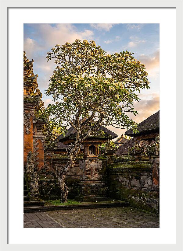 Frangipani Tree In Bali