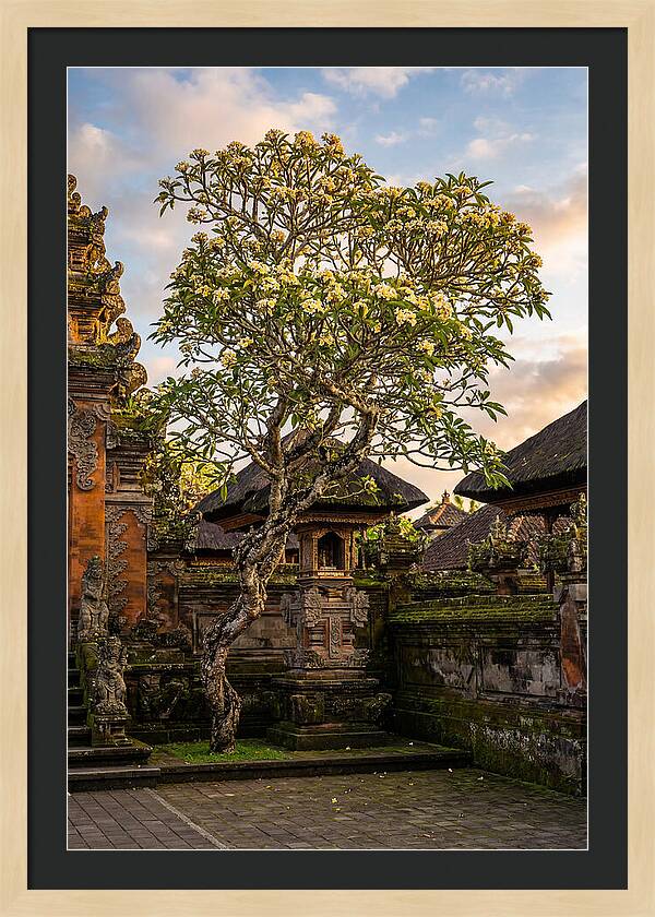 Frangipani Tree In Bali