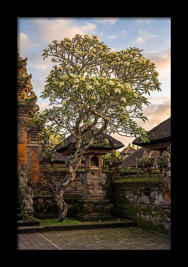 Frangipani Tree In Bali