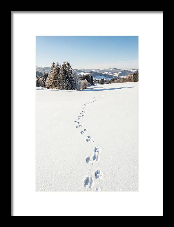 Fresh Animal Tracks In Pristine Snow